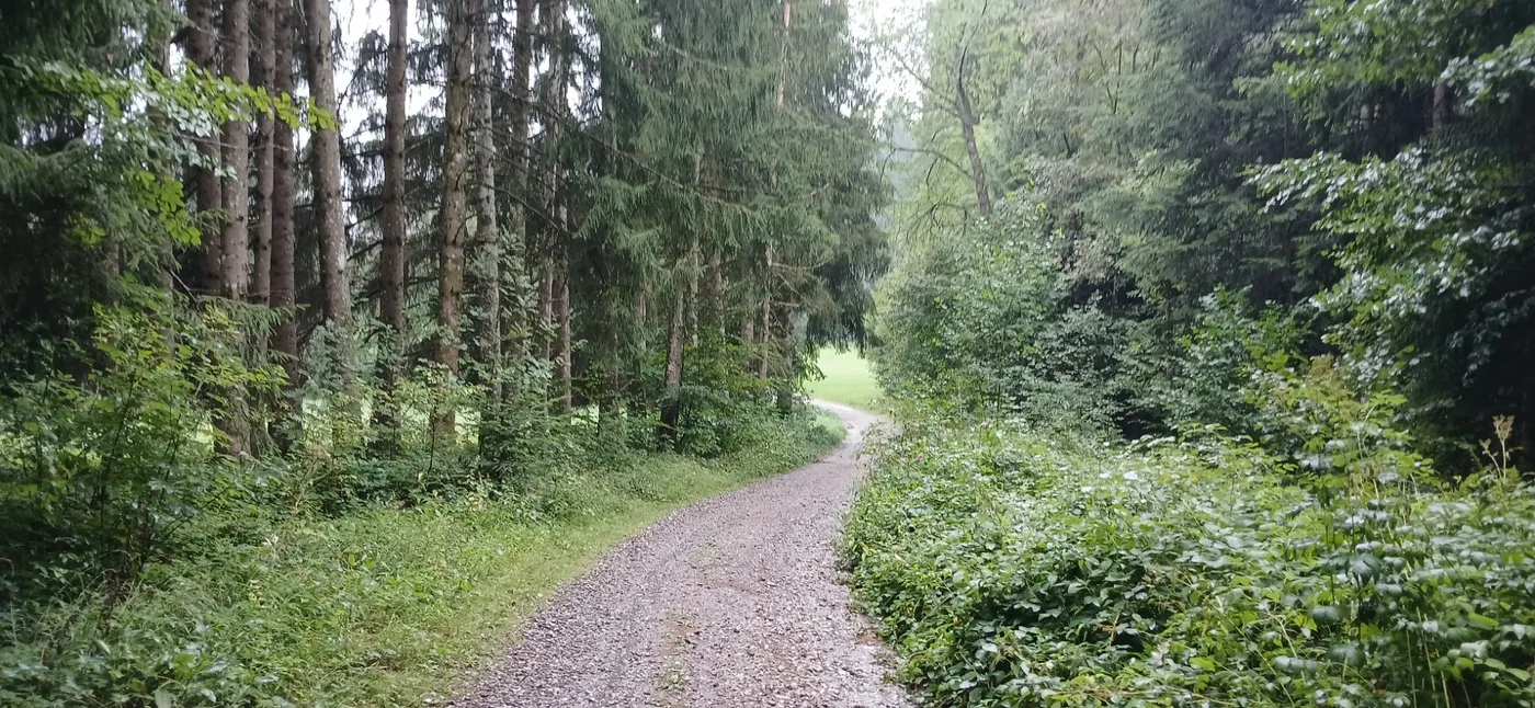 A gravel forest track running between spruce and dense summer undergrowth near Isny in the Allgäu